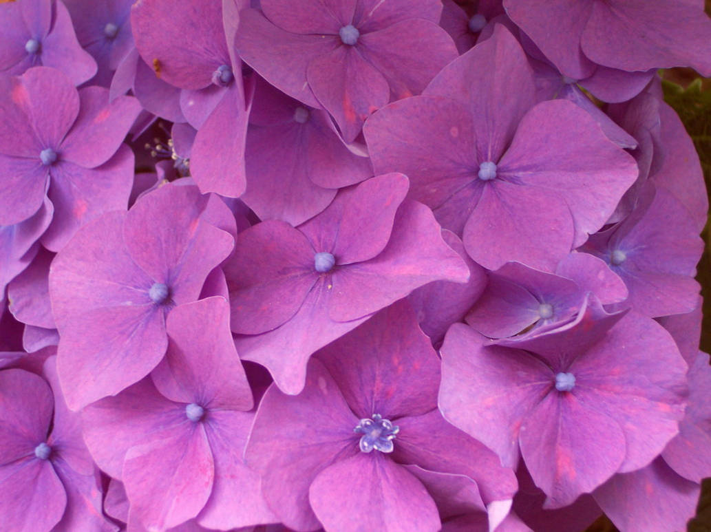 Purple Hydrangeas by cappling on DeviantArt