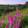 Foxgloves on Little Combe Tor