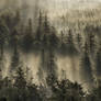 The forest for the trees