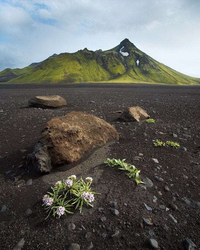 Rock Garden