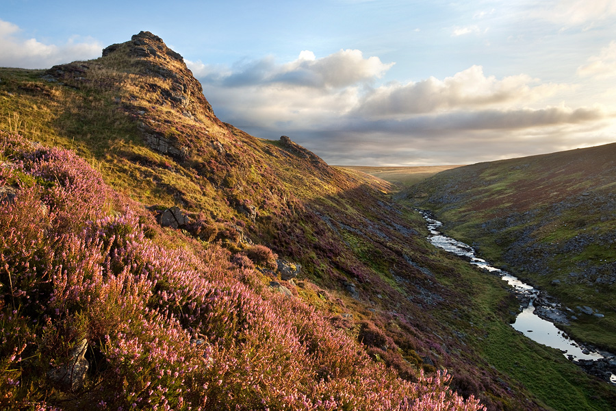 August Heather