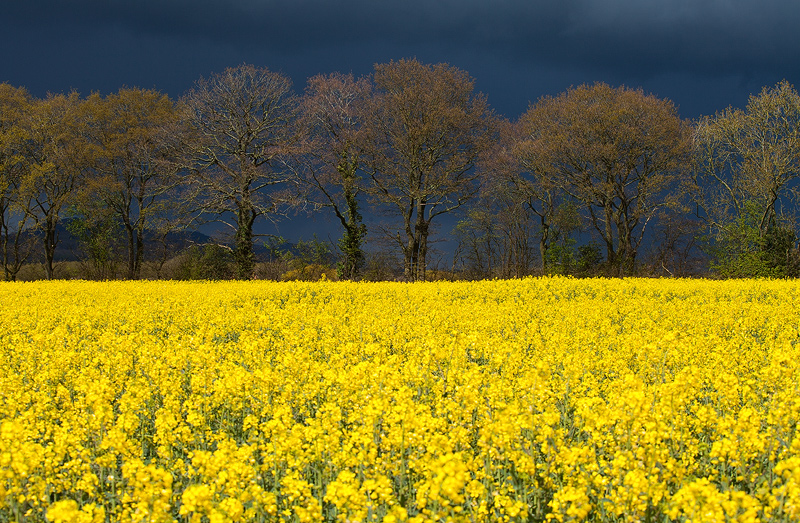 Black and Yellow