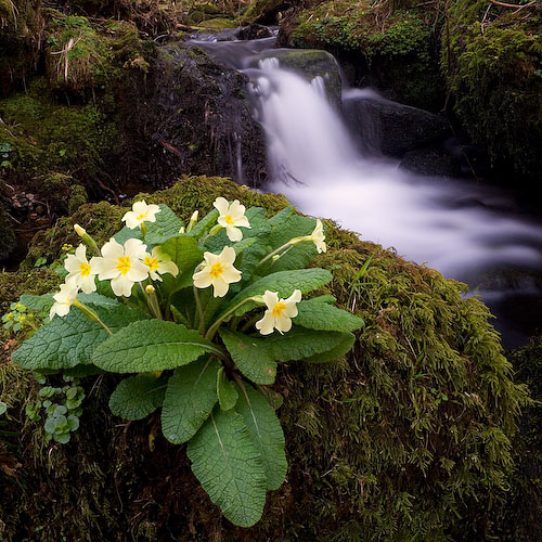 Primrose