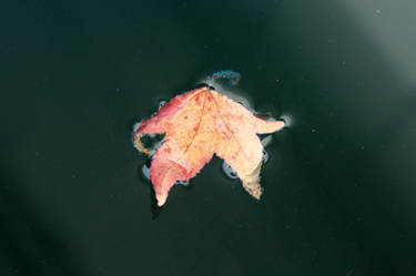 Floating leaf