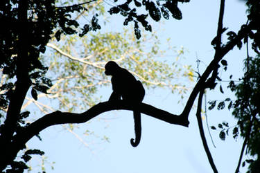 Capuchin silhouette