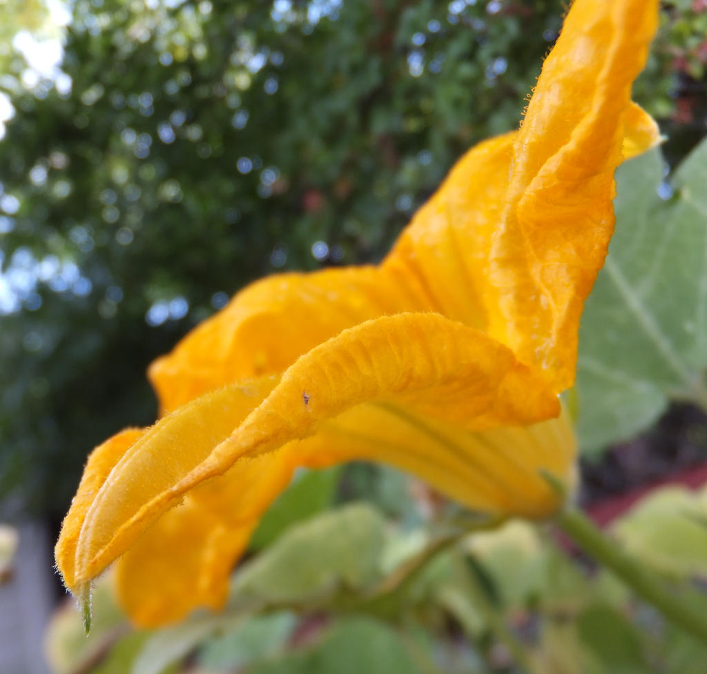 Pumpkin Flower