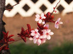 Plum Blossoms 6 by XxSilverOwl13xX