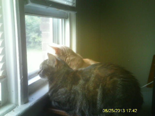 Window Watchers by kndkid96 on DeviantArt