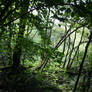 Woodland background II : stock