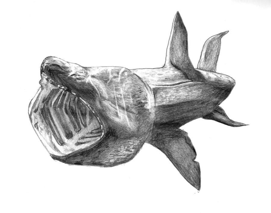 Basking Shark by GblancaG on DeviantArt