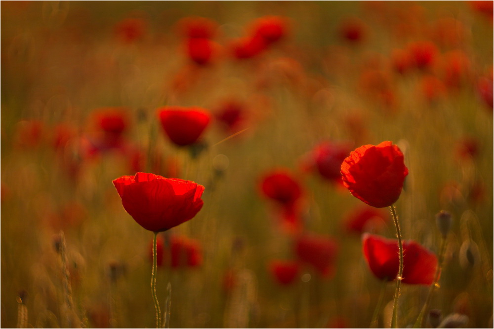 . . . by Taurtirith . . . by Taurtirith