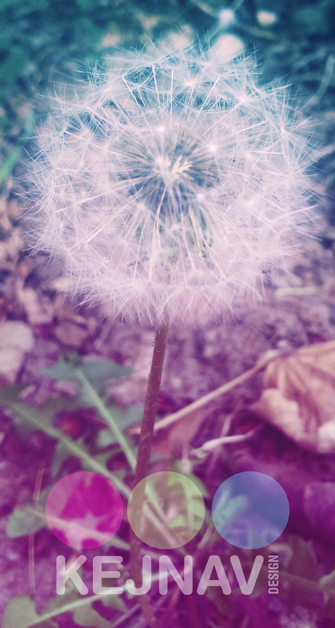 Dandelion