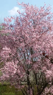 Almond tree