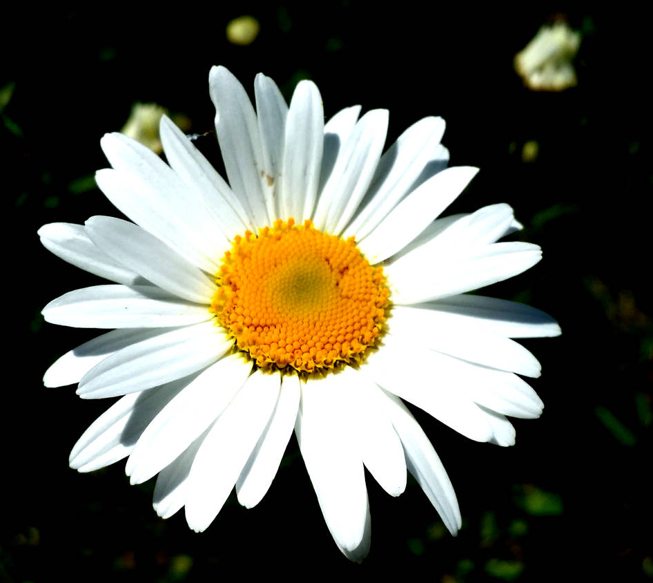 Marguerite