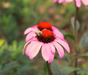 Echinacea