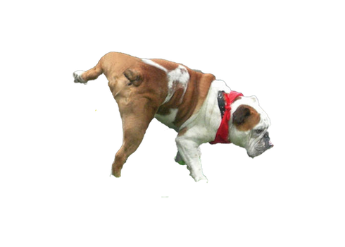 Urinating Bulldog Transparent