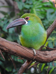 Toucanet