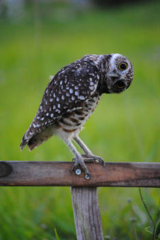 Burrowing Owl