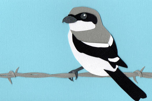 Loggerhead Shrike