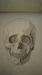 bones human head by desenez88