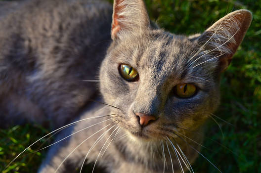 Summer Eyes