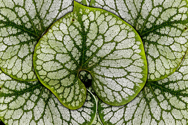 Cool Leaf Rfa Cool Leaf Art by ChillPill02 on DeviantArt
