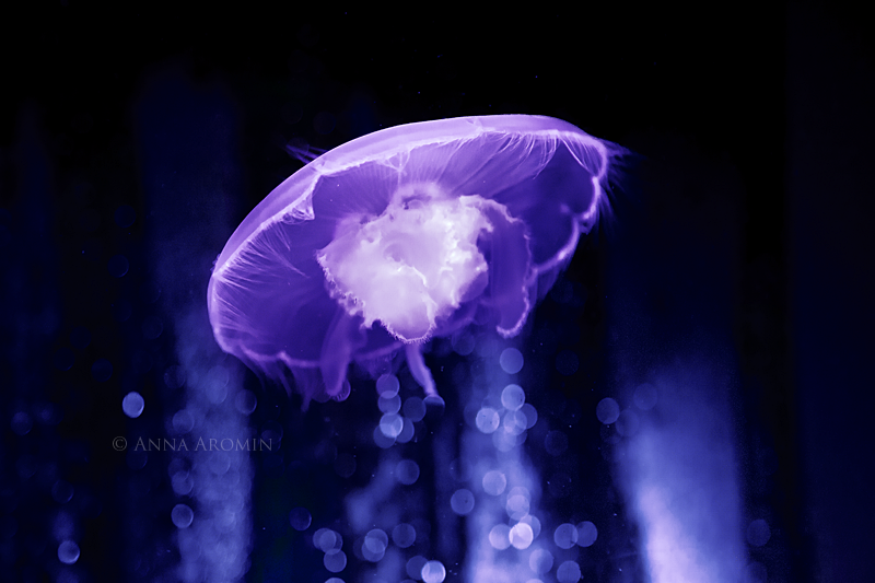 alien jelly