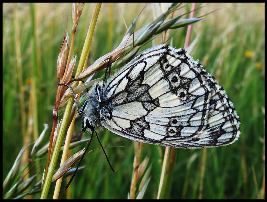 Another Melanargia galathea