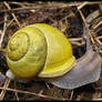 Yellow White-lipped snail