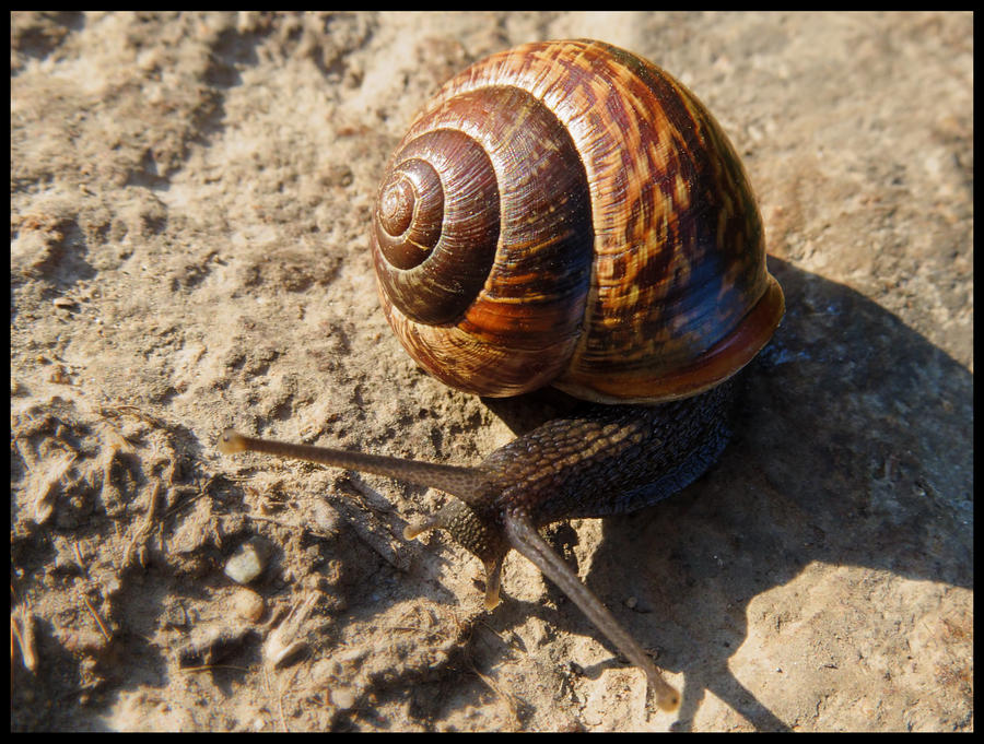 Beautiful snail