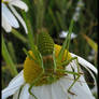 Grasshopper with smile