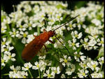 Red Soldier Beetle by Pildik