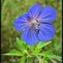 Meadow Cranesbill