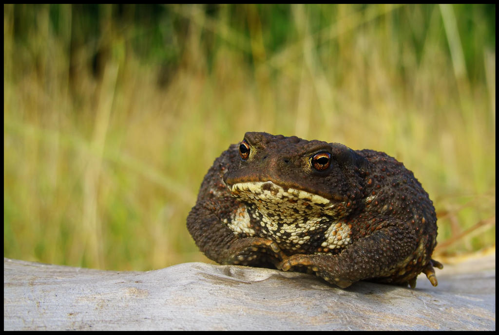 Common toad for Gigi