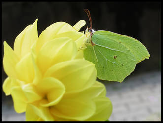 Common Brimstone