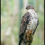 European Honey Buzzard