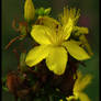 Spotted St John's Wort