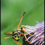 Wasp