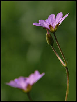 Violet flower IX