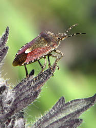 Dolycoris baccarum by Pildik