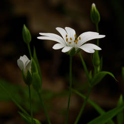 Another Stellaria holostea