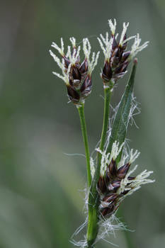 Luzula campestris