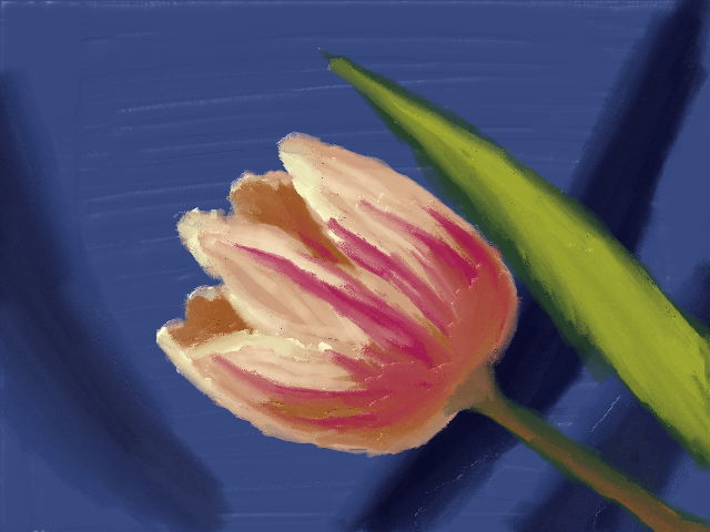 Pink Tulip