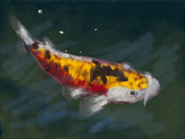 Koi fish