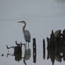 Blue Heron