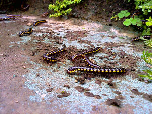 Millipedes