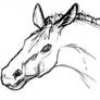 Horse Sketch