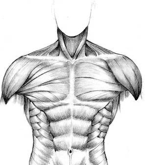 muscular study - front torso