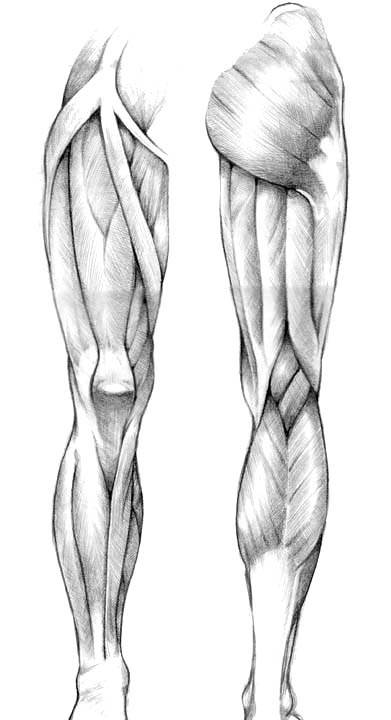 muscular study - legs