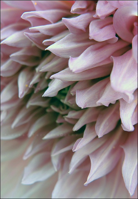 Details Of A Flower